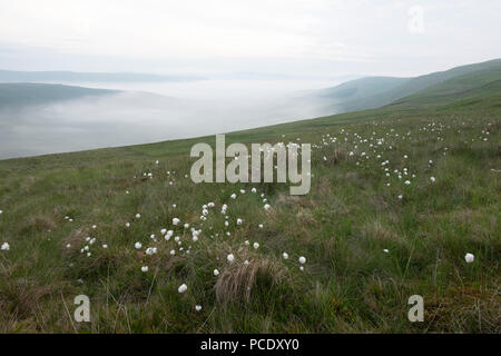 Una mañana de primavera tardía cerca en los valles de Yorkshire. El algodón hierba crece en lo alto de la ladera de la colina, como nube invertida se ha asentado en el valle de abajo. Foto de stock