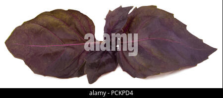 Rojas frescas hojas de hierbas albahaca aislado sobre fondo blanco. Púrpura oscuro Albahaca ópalo. Foto de stock