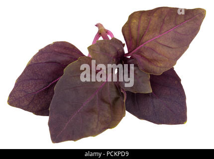 Rojas frescas hojas de hierbas albahaca aislado sobre fondo blanco. Púrpura oscuro Albahaca ópalo. Foto de stock