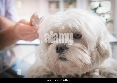 Pequeño Perro maltés en la oficina de VET, vet con un estetoscopio en el fondo