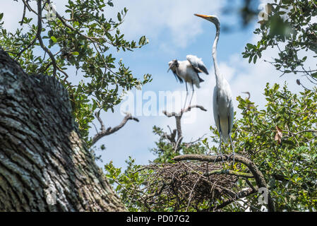 Garzón Blanco que está de pie cerca de su nido mientras una cigüeña tramos que ALAS en San Agustín Alligator Farm Zoological Park en San Agustín, Florida. (U Foto de stock