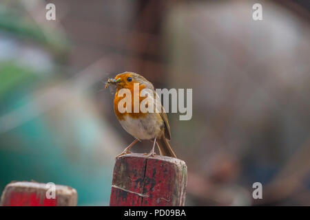 Un robin con un pico lleno de insectos listos para alimentar a sus crías. Foto de stock