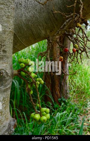 Los higos crecen en el tronco de un árbol, Booroona sendero en el Ross River, Rasmussen QLD 4815, Australia Foto de stock