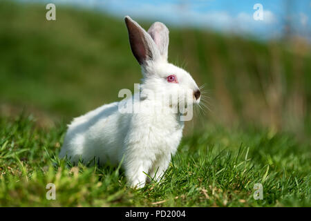 Poco conejo blanco sobre la hierba verde en el día de verano