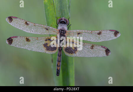 ELISA Skimmer Dragonfly, Calico Pennant (Celythemis elisa), descansando sobre hierba, E. N America, por Skip Moody/Dembinsky Photo Assoc Foto de stock