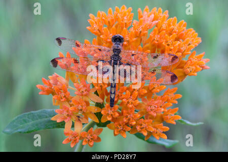 ELISA Skimmer Dragonfly, Calico Pennant (Celithemis elisa), Mariposa Milkweed (Asclepias tuberosa), E NA, por Skip Moody/Dembinsky Photo Assoc Foto de stock