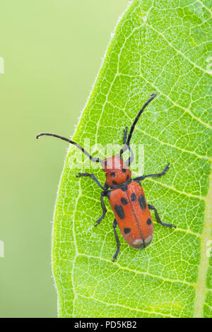 Asclepias escarabajo rojo (Tetraopes tetrophthalmus) perchas sobre una política común de Asclepias planta de hoja. Foto de stock