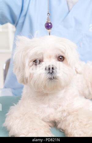 Medicina Alternativa terapeuta o vet utilizando péndulo para verificar la salud del perro Foto de stock