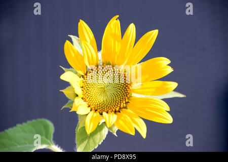 Semillas de girasol Sunspot Fotografía de stock - Alamy