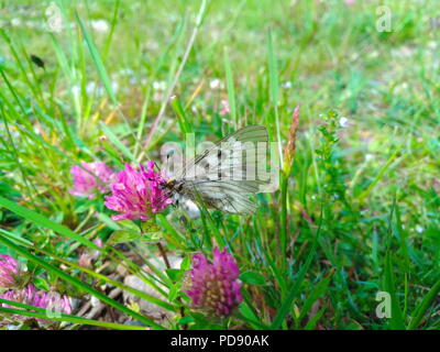 El empañado de Apolo (Parnassius mnemosyne) sentada sobre una flor rosa