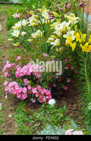 Un rosal rose con numerosas flores pequeñas y grandes azucenas amarillas en  un jardín de flores en el verano Fotografía de stock - Alamy