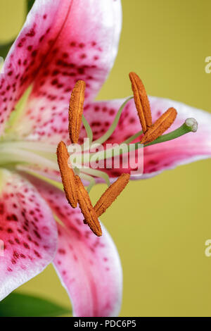 Conjunto de hermosos lirios rosados en flor sobre fondo blanco Fotografía  de stock - Alamy