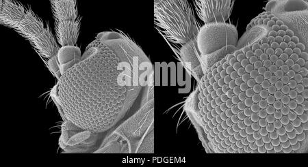 Pequeño mosquito de hongo bajo microscopio electrónico