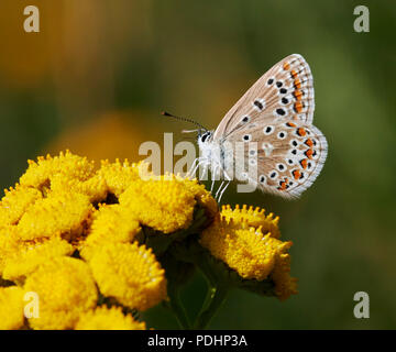 Hembra azul común nectaring sobre Tansy. Hurst Meadows, East Molesey, Surrey, Inglaterra.