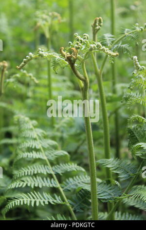 Fern fiddlehead desplegado en primavera en un bosque británico Foto de stock