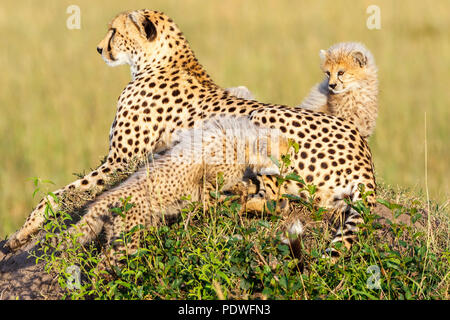 Cheetah con oseznos tumbado en la sabana y viendo Foto de stock
