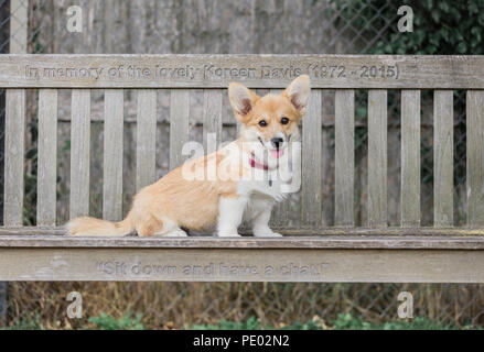 4 mes de edad Welsh Corgi Pembroke cachorro en un paseo por el campo, Oxfordshire, REINO UNIDO