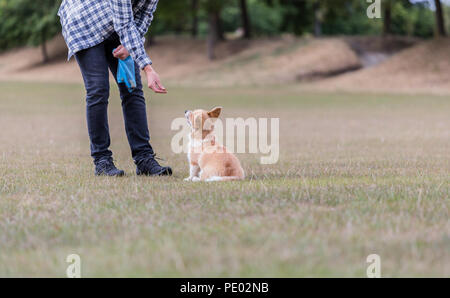 4 mes de edad Welsh Corgi Pembroke cachorro en un paseo con su dueño macho en la campiña, Oxfordshire, REINO UNIDO