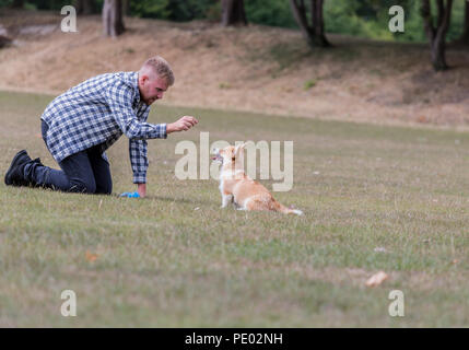 4 mes de edad Welsh Corgi Pembroke cachorro en un paseo con su dueño macho en la campiña, Oxfordshire, REINO UNIDO