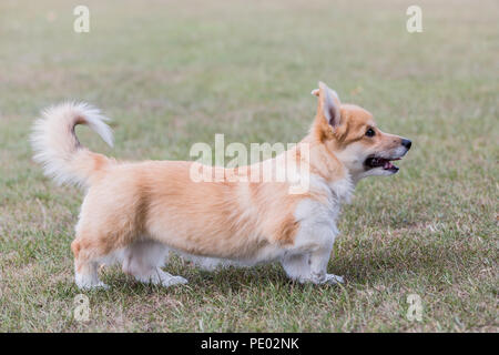 4 mes de edad Welsh Corgi Pembroke cachorro en un paseo por el campo, Oxfordshire, REINO UNIDO