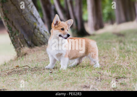 4 mes de edad Welsh Corgi Pembroke cachorro en un paseo por el campo, Oxfordshire, REINO UNIDO