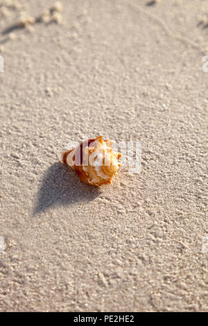 Recolectando caracolas en las playas de Naples y Marco Island