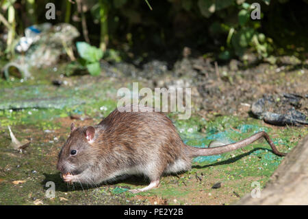 La Rata marrón (Rattus norvegicus), alimentándose de desperdicios de comida, Brent depósito, también conocido como depósito de arpa galesa, Brent, Londres, Reino Unido. Foto de stock