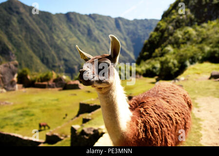 Llama mirando lateralmente a Machu Picchu. Las llamas pueden ser utilizados como animales de guardia para el ganado como alpacas y ovejas. Región de Cuzco, Perú. Jul 2018 Foto de stock