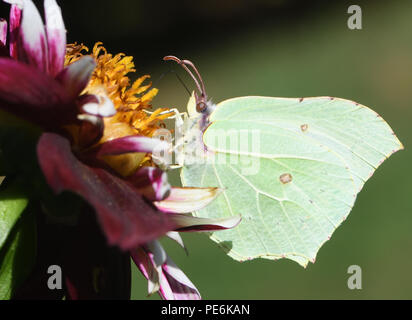 Una hembra Brimstone Butterfly (Gonepteryx rhamni) alimentándose de néctar de una flor abierta dalia. Bedgebury Bosque, Kent, UK. Foto de stock