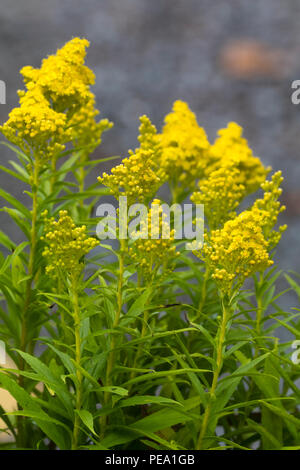 Flores amarillas en la cabeza cónica de la floración verano enano goldenrod, Solidago 'poco Limón' Foto de stock