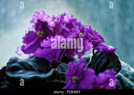 Violetas, flores semi-dobles, sala saintpolia VIOLETA violeta Fotografía de  stock - Alamy