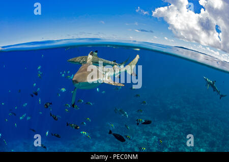Tiburones de arrecife Blacktip, Carcharhinus melanopterus, justo debajo de la superficie de la isla de Yap, Micronesia. Foto de stock