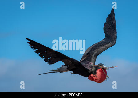 Los magníficos pájaros fragata en vuelo Foto de stock