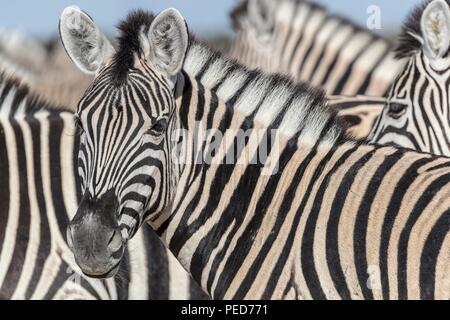 HartmannÕs Zebra son la más grande de las dos que se encuentran en Namibia y zebra son similares en apariencia al sur del cabo AfricaÕs Mountain Zebra, excepto más grande. Foto de stock