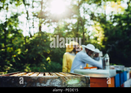 Luz posterior a Niza con apicultores recolectando miel Foto de stock