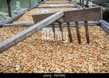 Los granos de café deja secar, Roça Bem Posta, Santo Tomé y Príncipe Foto de stock