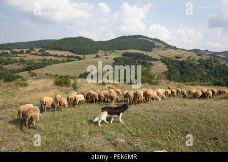 Rebaño de ovejas y un ovejero en el barrio de pastoreo, provincia Kardzjali Stremtsi en Bulgaria