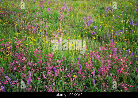 Blooming flores silvestres, incluyendo rojo Prairie humo, lupino, púrpura y amarillo sol alfombra Zumwalt Oregon la pradera en el condado de Wallowa NE en Oregon. Foto de stock