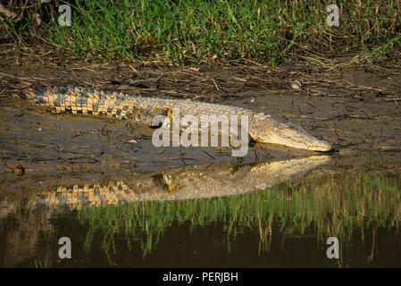El cocodrilo de agua salada (Crocodylus porosus) descansando en un río de lodo, y su reflejo visible en la superficie del agua. Río Kinabatangan, Borneo. Foto de stock