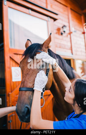 En la granja de caballos veterinarios la realización de un examen de la visión en un ojo. Foto de stock