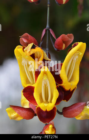 Thunbergia mysorensis, también llamado Mysore trumpetvine vid reloj o indio, es una especie de planta con flores en la familia de las acantáceas Foto de stock