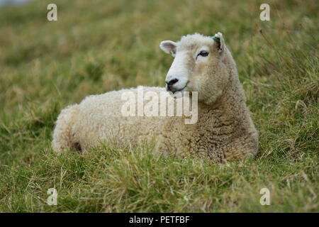 Oveja adulta hembra aislado descansando sobre bastante pasto seco.
