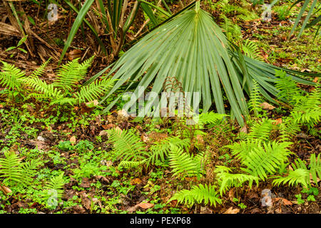 La palma enana americana (Serena repens) y helechos en el sotobosque, Palmetto Island State Park, Louisiana, EE.UU. Foto de stock
