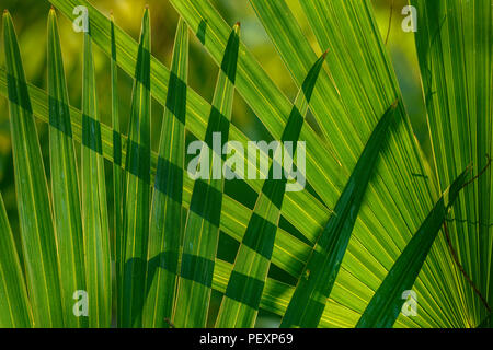 La palma enana americana (Serena repens), Palmetto Island State Park, Louisiana, EE.UU. Foto de stock