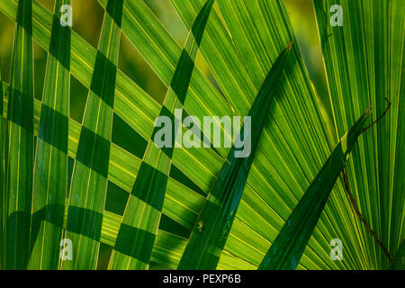 La palma enana americana (Serena repens), Palmetto Island State Park, Louisiana, EE.UU. Foto de stock