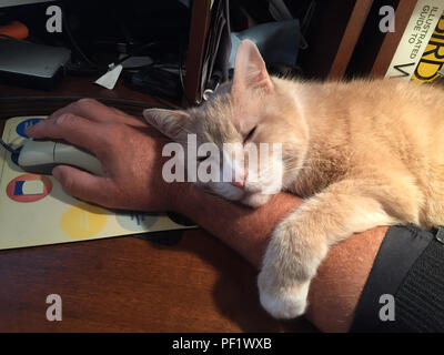 Gato atigrado naranja dormir en mi brazo como yo trabajo