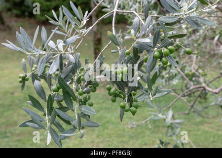 Aceitunas verdes crecen en un olivo en un olivar en Lombardía Italia Foto de stock