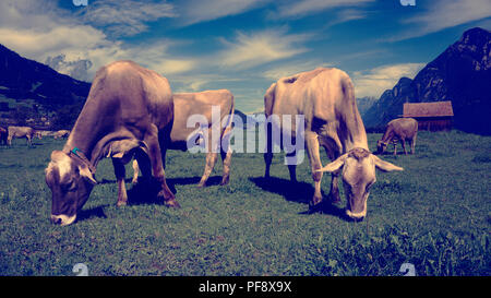 Europa Schweiz Sarganser Tierra Wangs Gonzen - Kühe grasen morgens auf der Weide un einem schönen Sommertag in der Schweiz