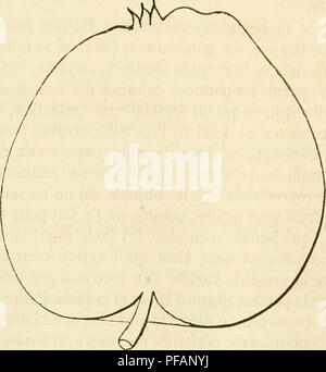 . Dictionnaire de pomologie, contenant l'histoire, la descripción, la figura frutas des anciens et des modernes frutos les plus g©n©ralement connus et cultiv©s. Fruit-cultura. 530 PAS 317. El Pomme passe-Pomme D'ÃTÃ. Synonymes.  Las patatas : 1. Spadone des Belges (Pline, Canela 80 après J.-C, Historia naturalis, lib. XV, cap. XV; â et Dalí©champ, Histoire géna©rale des plantes, 1586-1653, t. 1, pág. 242).  2. {Registres Passebon de l'ancien tabellionnage de Rouen, année 1462, analysés par M. Robillard de Beaurepaire en 18G5, dans l'Ãtat des campagnes de la Haute Normandie au moyen âge, pág. 49). Â
