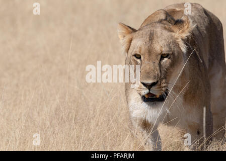 Máximo acercamiento retrato de una hermosa leona caza con boca abierta mostrando los dientes en amarillo pasto seco con espacio para texto, Parque Nacional de Etosha, Foto de stock